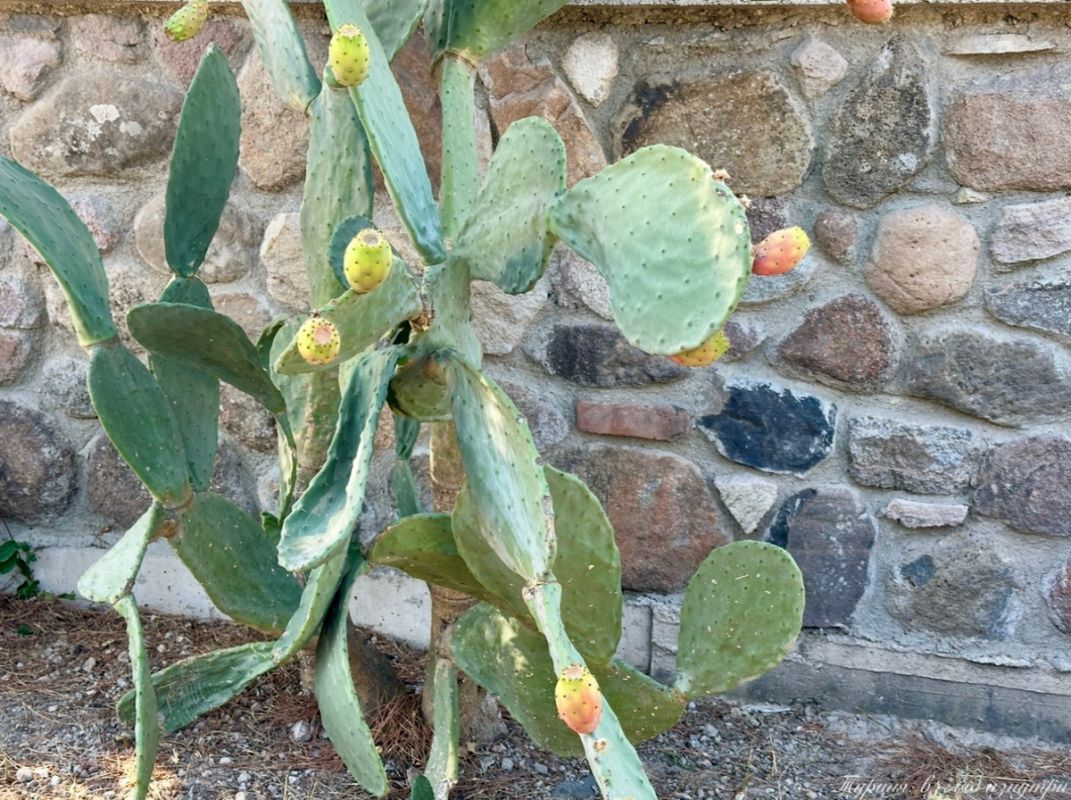 Кактусы для гурманов: неожиданный фрукт из Турции