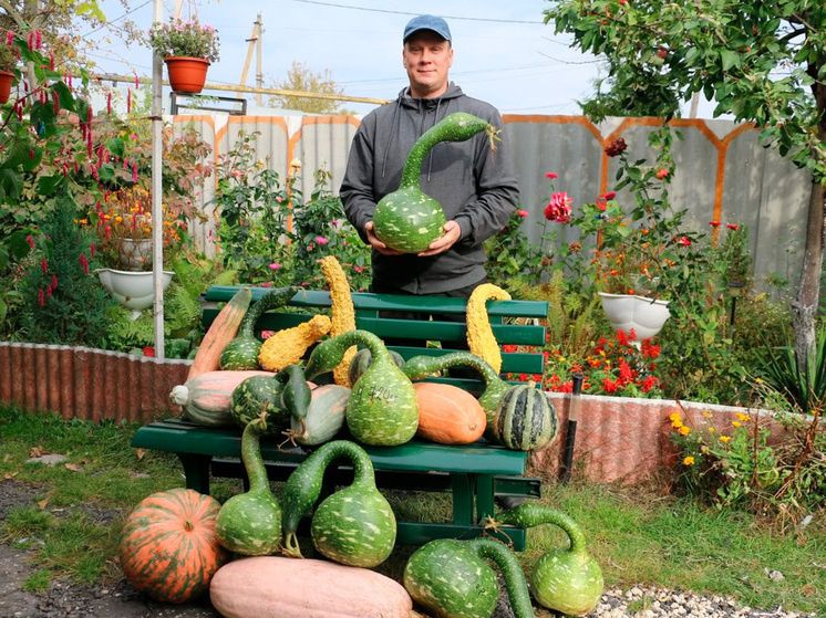 Тыква-гигант и уникальные сорта: достижения липецкого садовода