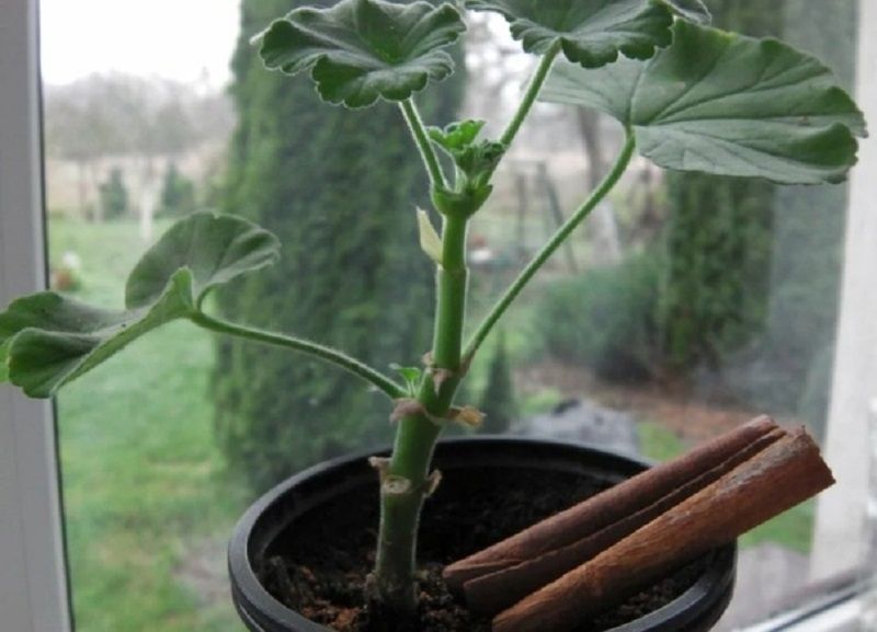 ������ ��� ����� ������ � ����� �� ����������