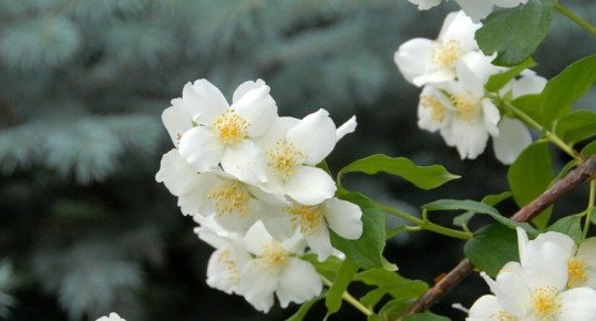 Цветочные кулинарные инновации: как съедобные цветы завоевывают российские рестораны