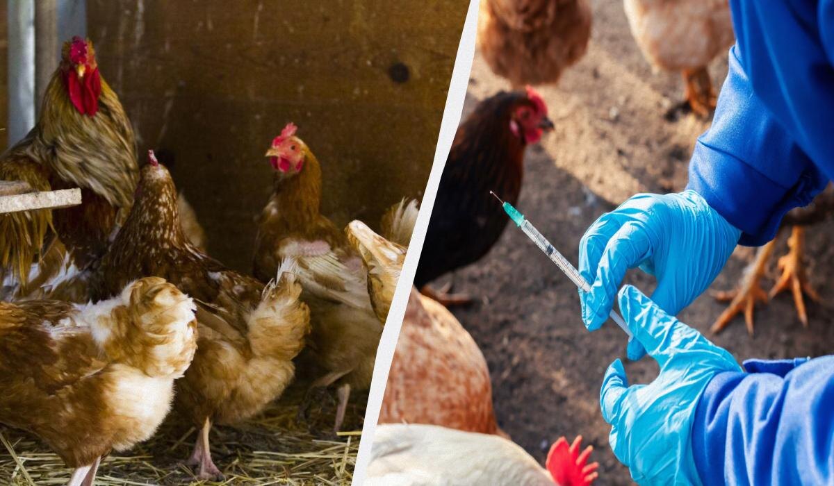 Как выбрать безопасное средство для профилактики куриных болезней в осенний сезон