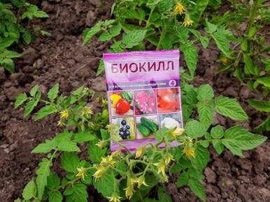 ����������� ������ ������ ����: ��������� � ������ � �����������