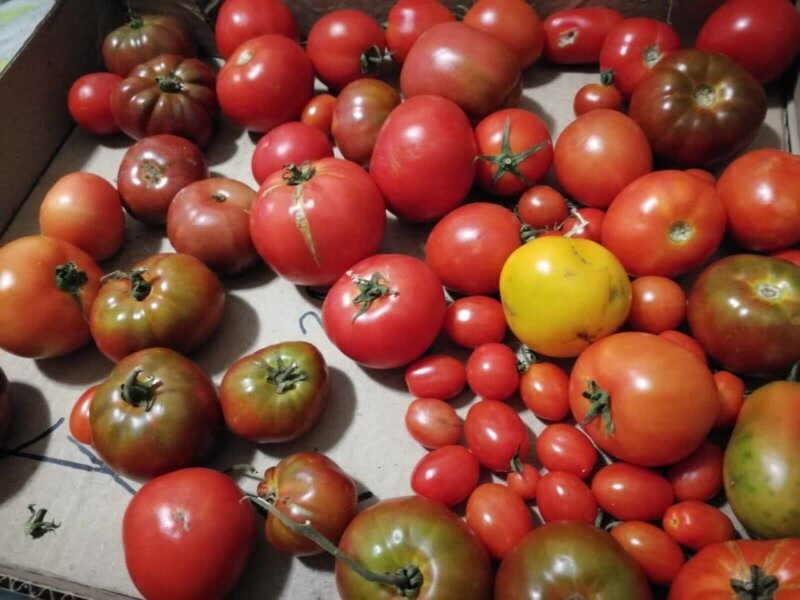 Заготовка помидоров: как правильно заморозить и использовать для зимнего меню