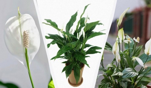 Советы по уходу за спатифиллумом в зимний период