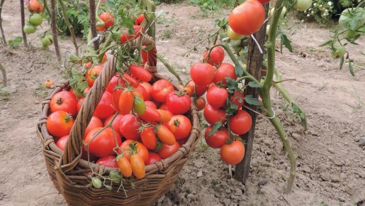 Растим крупные и вкусные помидоры: проверенные сорта для вашего огорода