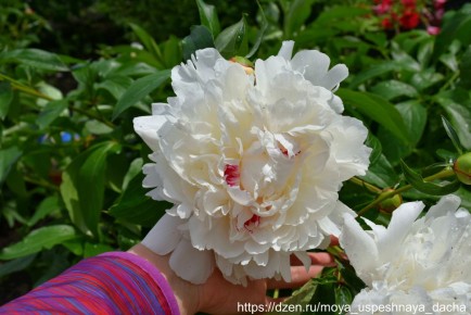 ��� ��������� �� ������� � ������� ������: ������� ������ ��������