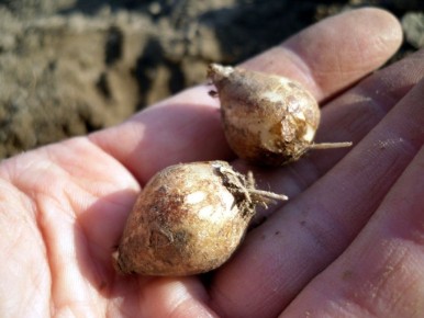 Весна в вашем саду: секреты посадки мелколуковичных цветов