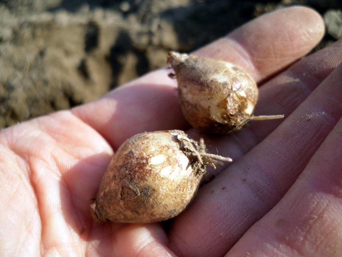 Весна в вашем саду: секреты посадки мелколуковичных цветов