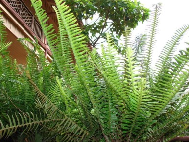 Папоротники: как правильно пересаживать и заботиться о них в домашних условиях?