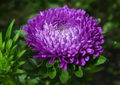 Как защитить астры от болезней после дождя и жары: советы для садоводов