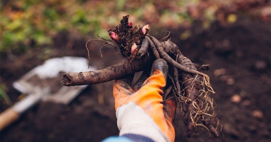 Пионы: секреты успешной пересадки для роскошного цветения