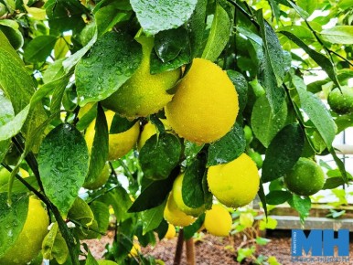 Цитрусовые чудеса: как зарядиться теплом тропиков в сердце Беларуси