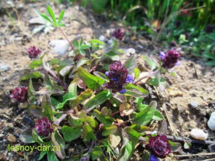 Черноголовка обыкновенная: незаметная, но удивительная