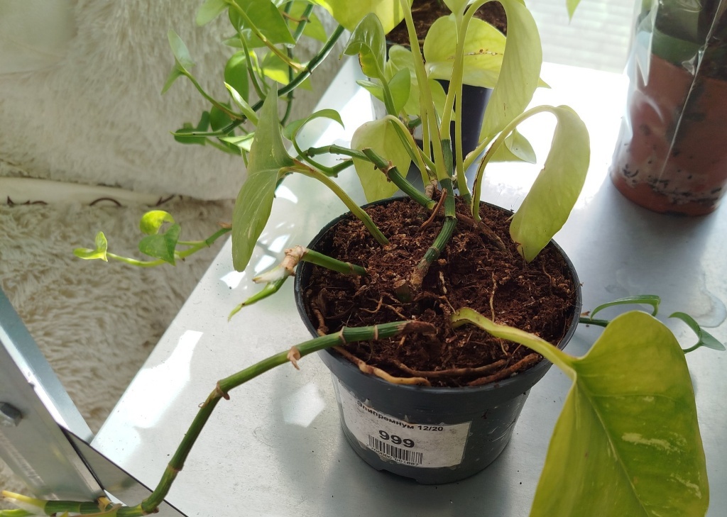 Комнатный эпипремнум: как выбрать сорт и ухаживать за живой вертикалью