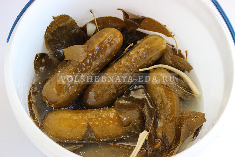 Засолка огурцов в 5-литровом ведре: секреты и советы