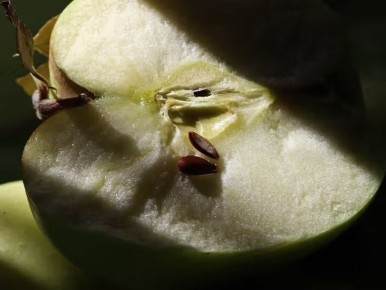 Яблочные косточки: друзья или враги для здоровья?