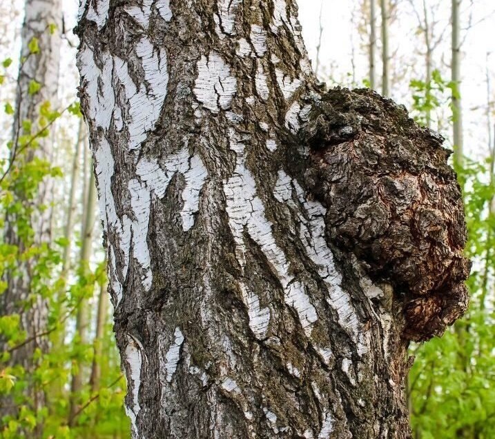 Чага: уникальный berезовый гриб, превращающийся в популярный чай