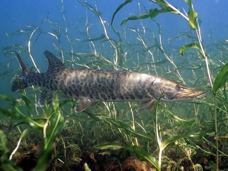 ������� �������� ������ ������, ������ ������ ���� ������ 145 ��