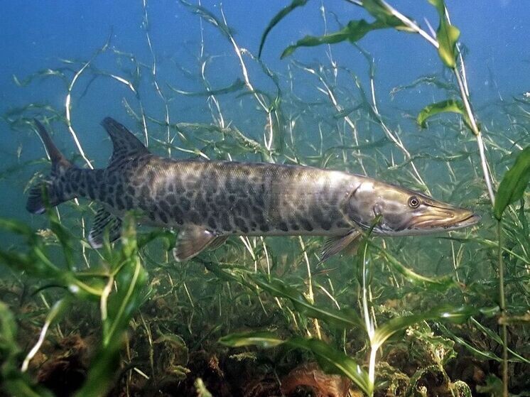 Молодой пожарный ставит рекорд, поймав редкую рыбу длиной 145 см