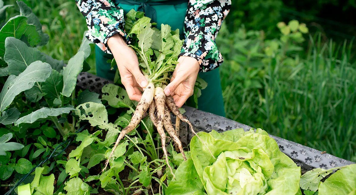 ������� �������� �����: ����� ���������� � ��� ���������