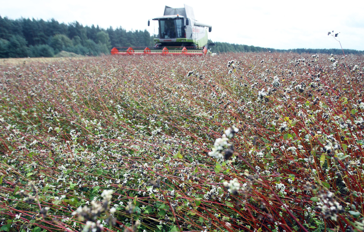 Минсельхоз успокаивает: гречихи в России предостаточно для переработки и экспорта