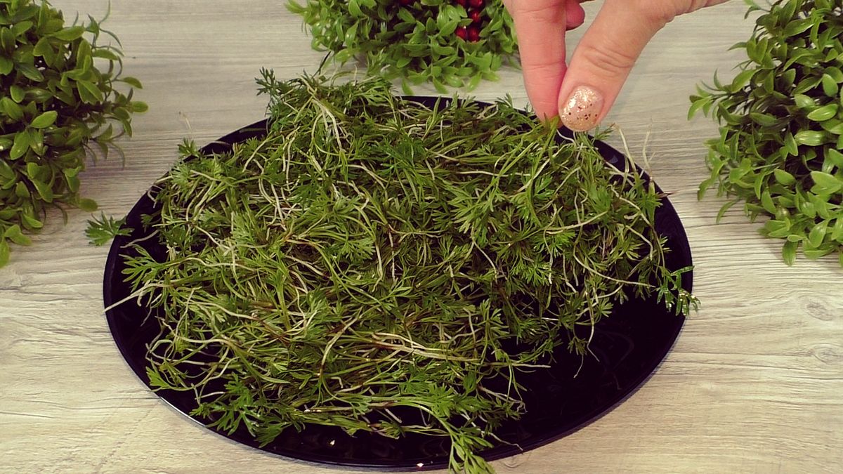 Как морковная ботва превращается в уникальную приправу