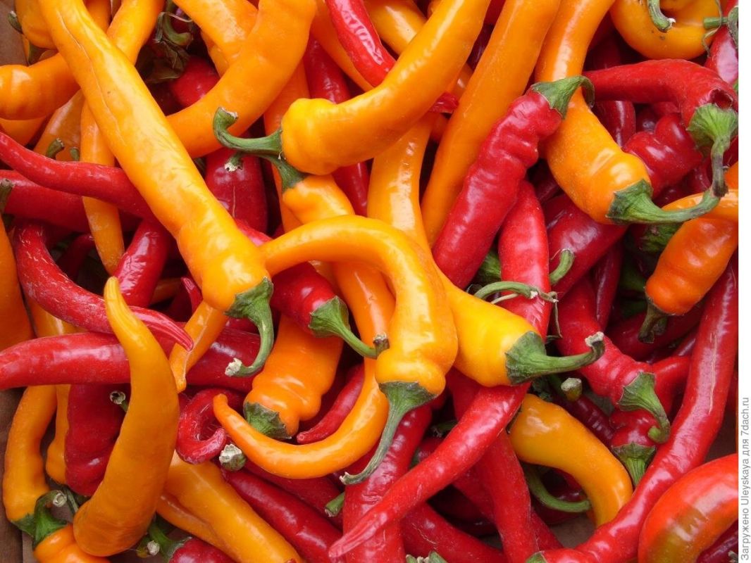 Острый перец: пряный путь к здоровью и вкусовому разнообразию