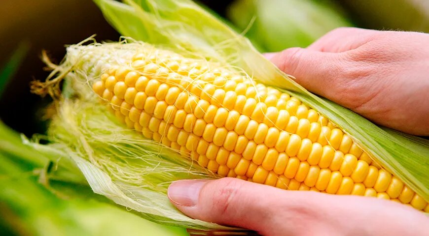 Как правильно заморозить кукурузу на зиму: советы и рекомендации