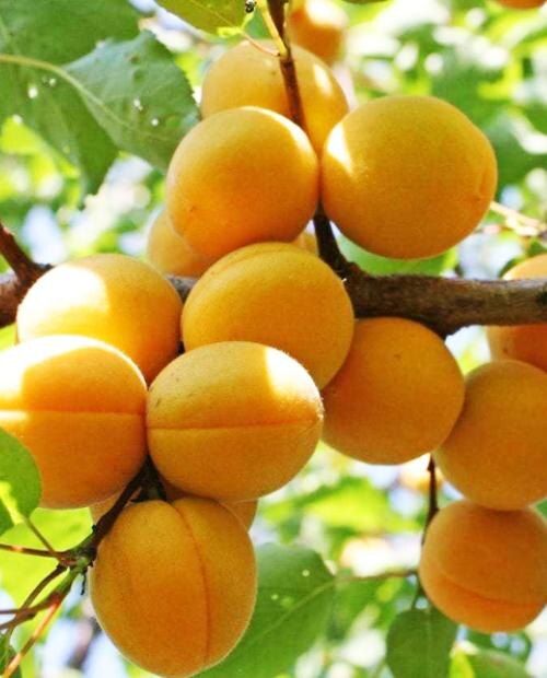 �������� ����������: ��������� ����� ��������� ��� ������ ����