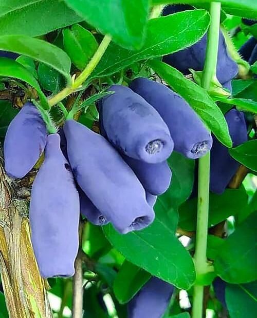 Как выбрать жимолость для весенней посадки: 16 лучших сортов