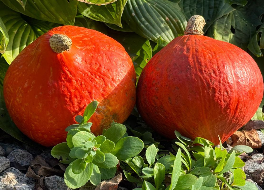 Удивительное сочетание тыквы и курицы: горшочки для осени