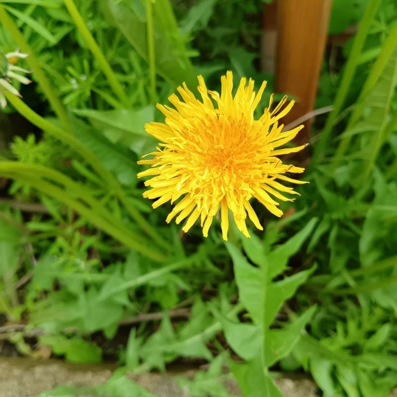 �������� ��� �� �����������