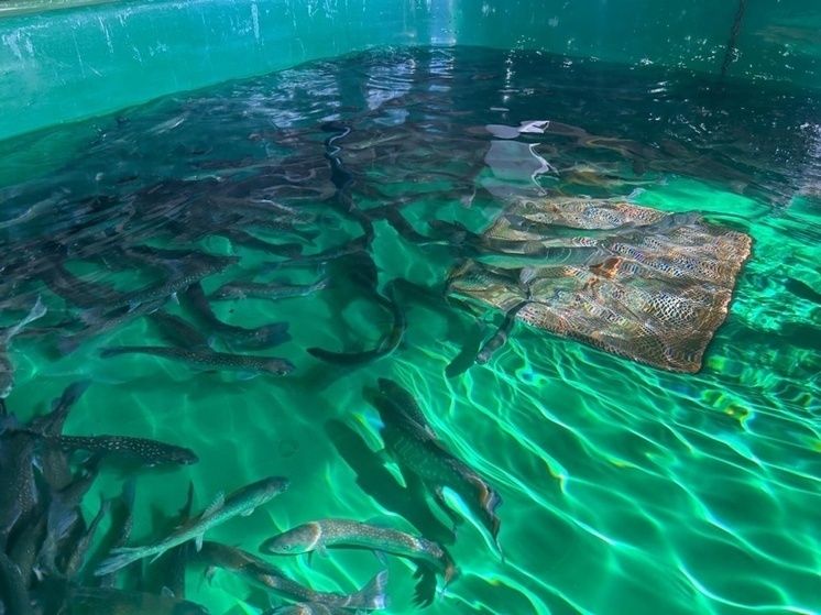 Уникальная арктическая рыба обретает будущее в аквакультуре с рекордным уровнем омега-3