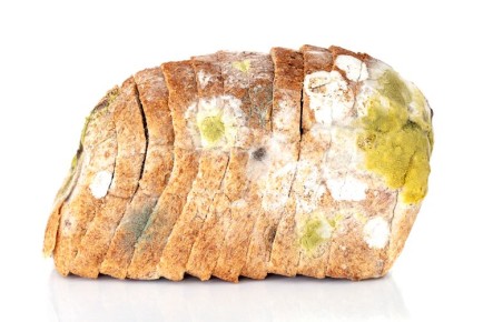 Почему плесневый сыр — деликатес, а плесневый хлеб — серьезная угроза для здоровья