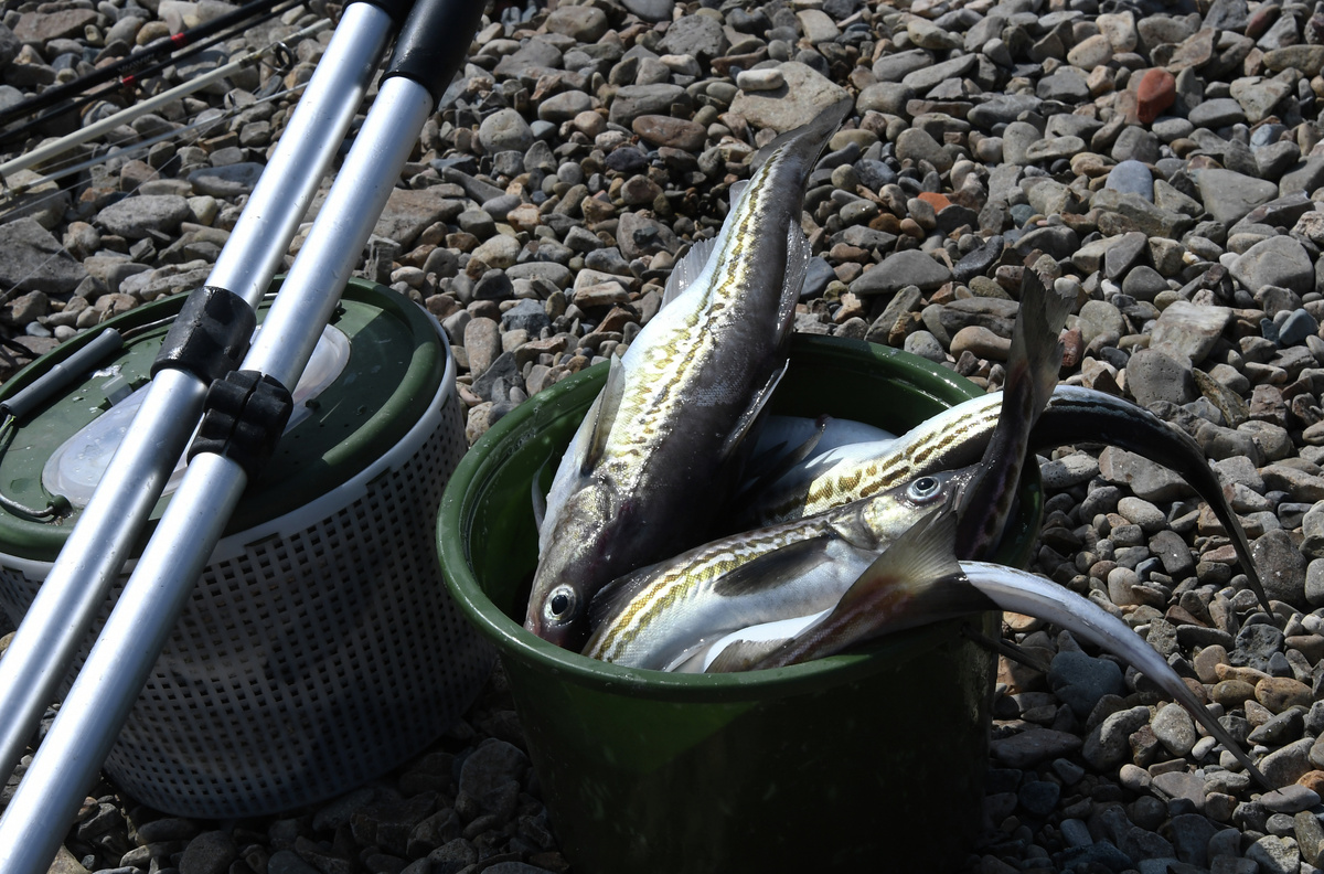 Ученые открыли новых рыб в бассейне Волги