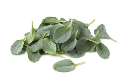 Веганская устрица: тайны мертензии, которой восхищаются шефы Michelin