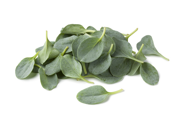 Веганская устрица: тайны мертензии, которой восхищаются шефы Michelin