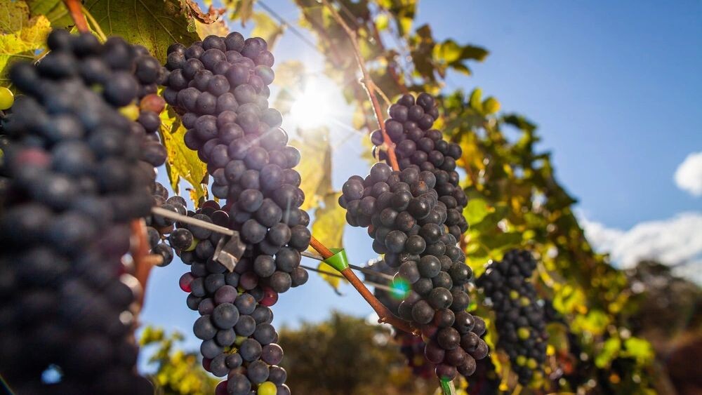 Франция уступила позиции на рынке вин в России