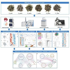 Старение Бай Муданя: удивительные изменения во вкусе и аромате