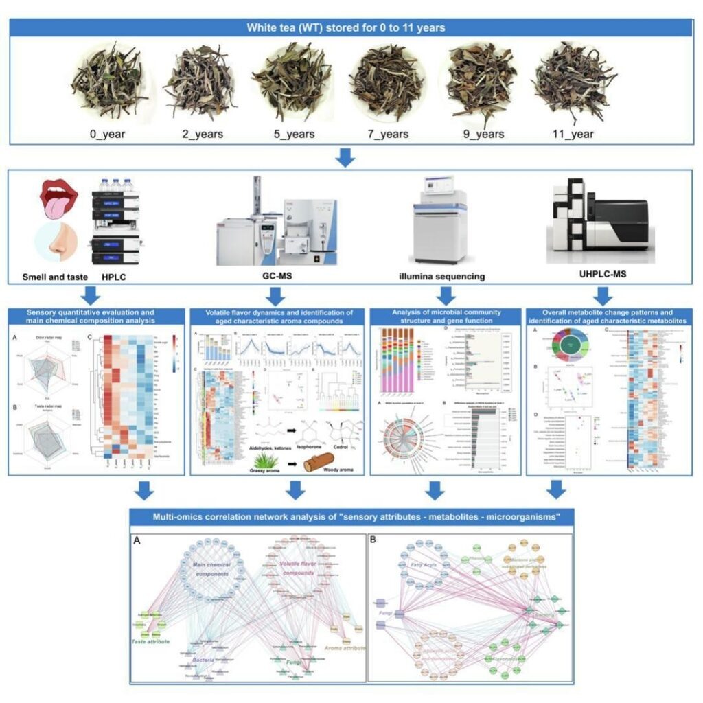 Старение Бай Муданя: удивительные изменения во вкусе и аромате