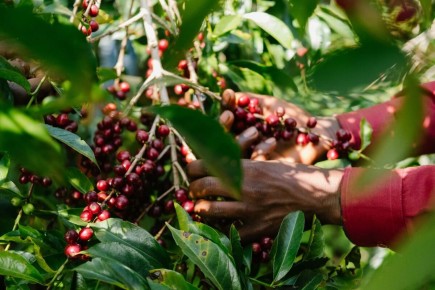 Тайна Либерии: кофейная индустрия и уникальная либерика