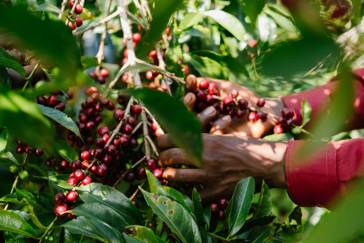 Тайна Либерии: кофейная индустрия и уникальная либерика