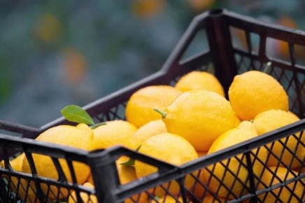 Как выбрать идеальный лимон: советы от Роспотребнадзора