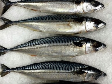 Польза рыбы: как скумбрия помогает сохранить здоровье