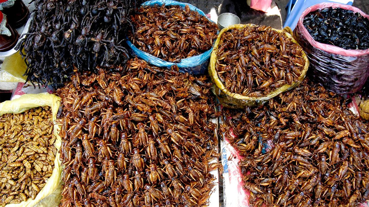 Насекомые как белковая революция: будущее еды