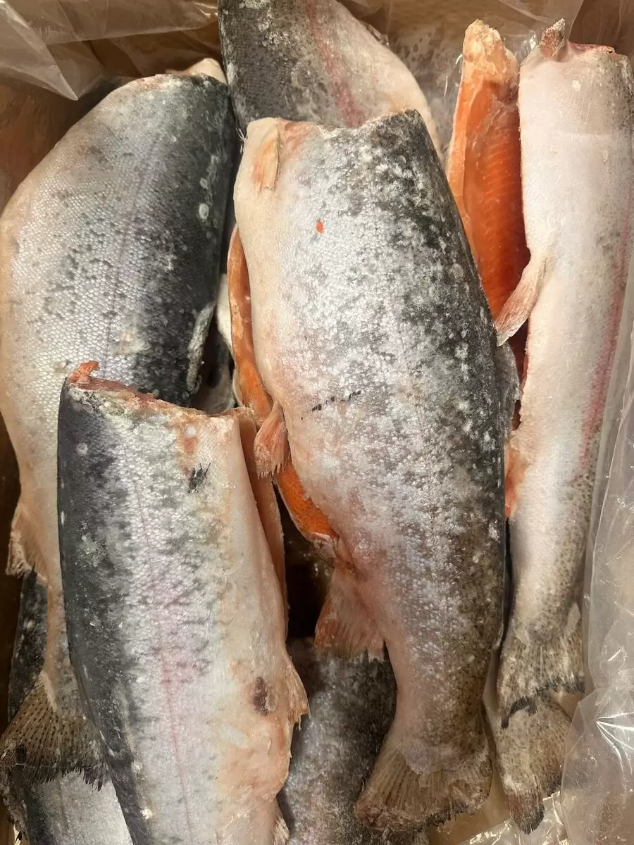 Форель из Мурманска: свежесть замороженного моря в вашем столе