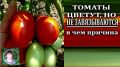 Почему жаркое лето влияет на урожай? Тревожные сигналы для огородников